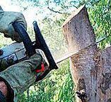  West Bay Shore, NY Tree Removal Pros