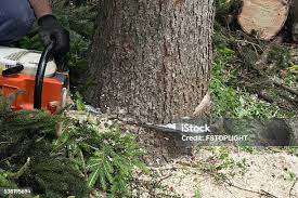 Best Storm Damage Tree Cleanup  in West Bay Shore, NY