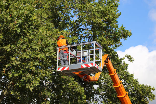 Best Tree Health Inspection  in West Bay Shore, NY