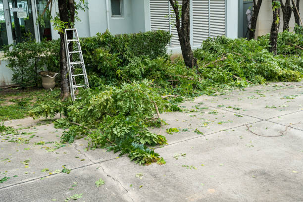How Our Tree Care Process Works  in  West Bay Shore, NY