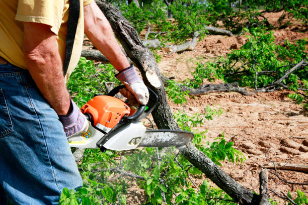 Best Lawn Maintenance Plans  in West Bay Shore, NY